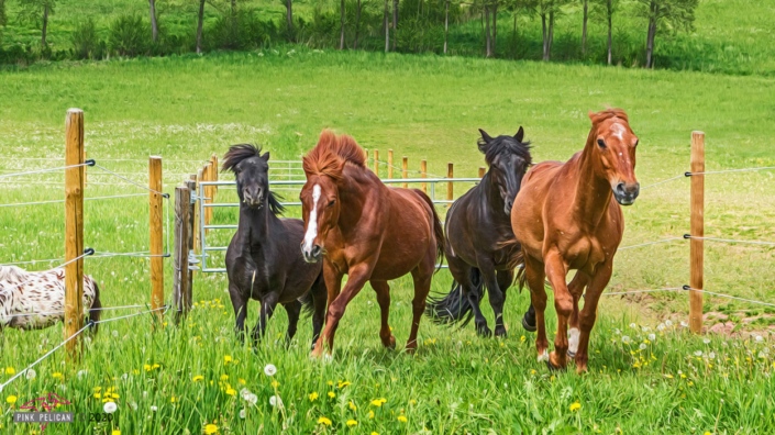 Vier Pferde im Galopp auf der Koppel