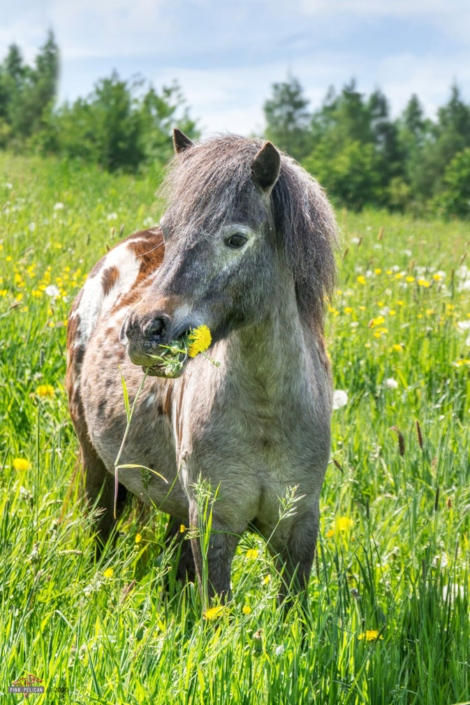 Pony ist Gras auf der Weide